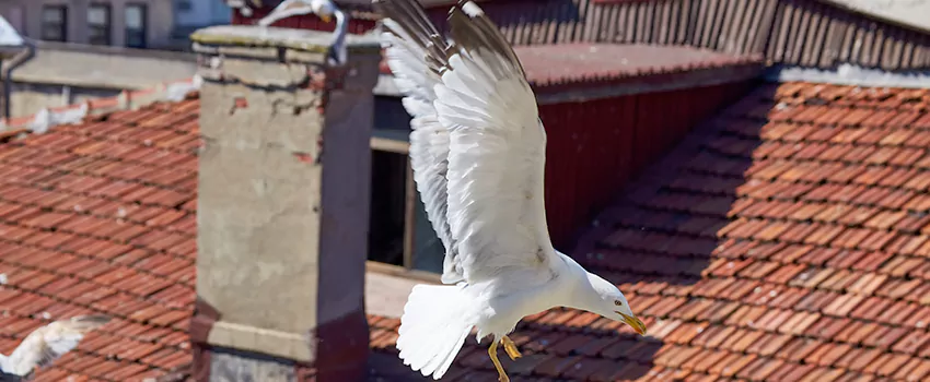 Residential Chimney Animal Removal Solution in Casselberry, FL