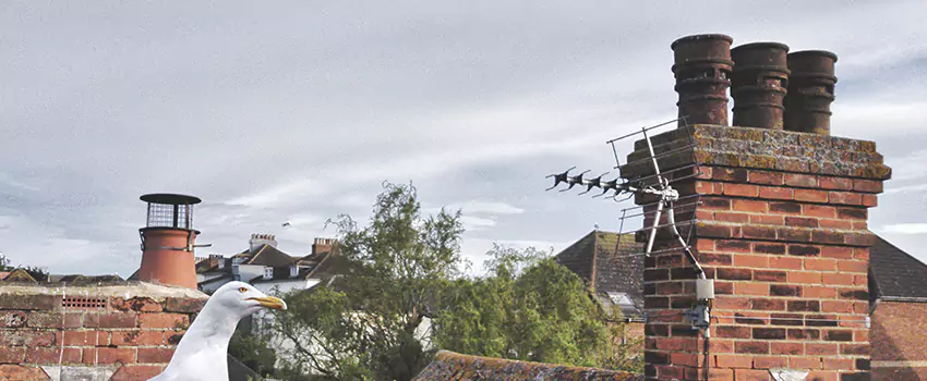 Chimney Cleaning And Restoration in Casselberry, Florida